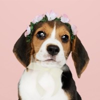 강아지 고양이 벚꽃화관