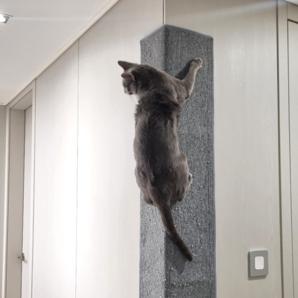 페오펫몰,리스펫 고양이 기둥 수직 스크래쳐 카페트 벽타냥 부착형 냥오름