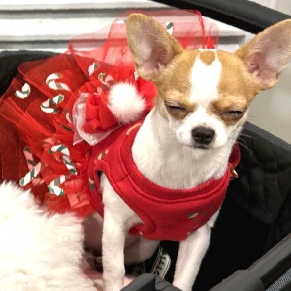 페오펫몰,[감사특가]플로피이얼스,크리스마스 레드켄디 강아지드레스,애견원피스