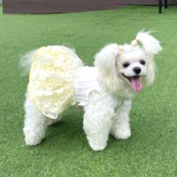 페오펫몰,[새해특가]플로피이얼스,카밀리아 화이트드레스,강아지원피스