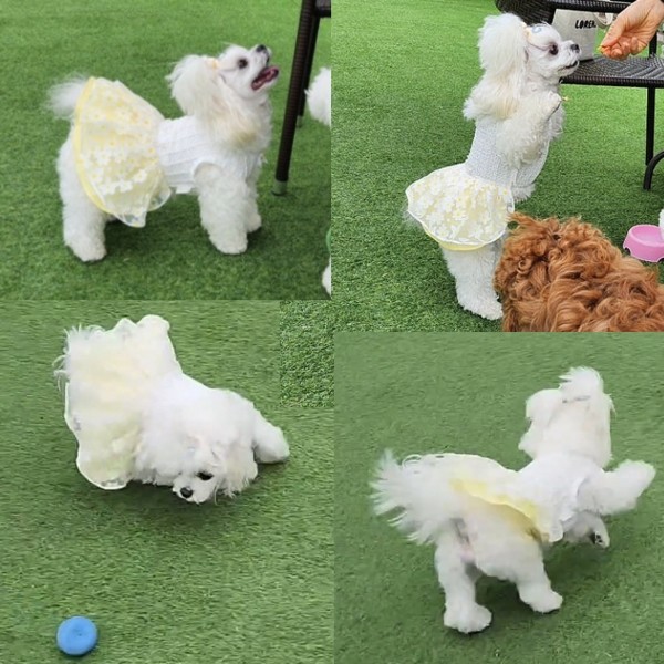 페오펫몰,[새해특가]플로피이얼스,카밀리아 화이트드레스,강아지원피스