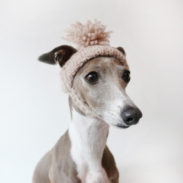 페오펫몰,[완제품/강아지 손뜨개 모자] 미미비니