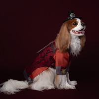 HanBok - Guardian (Brown/Navy)