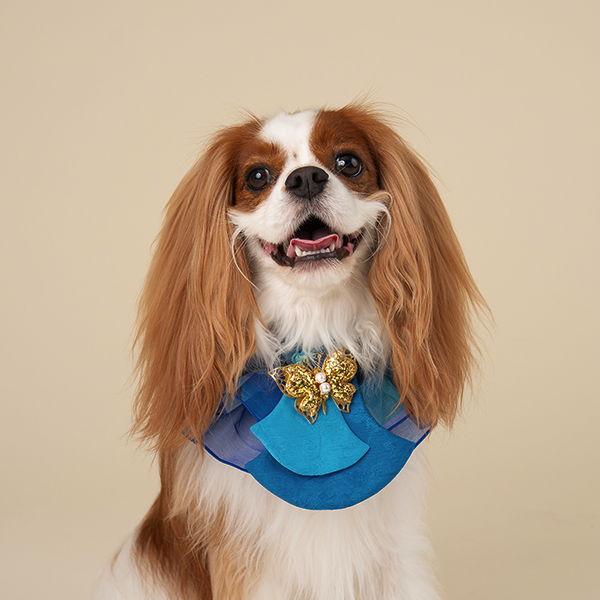 페오펫몰,HanBok Cape Blue
