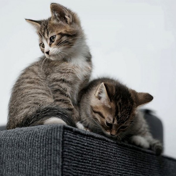 페오펫몰,개과천선 클로우 매트 고양이 스크래쳐 색상 랜덤