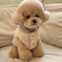 [행복특가] 개과천선 퍼링 털 강아지 조끼