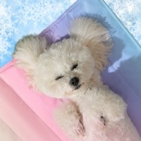개과천선 오로라 강아지 쿨 매트