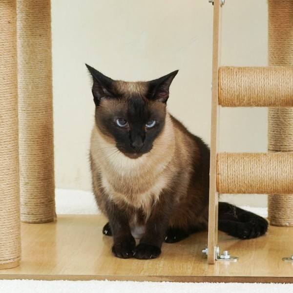 페오펫몰,개과천선 어몽드 무드 고양이 캣타워 스크래쳐