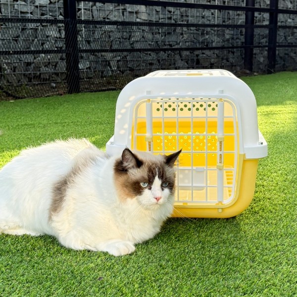 페오펫몰,개과천선 클라바 강아지 켄넬 이동장