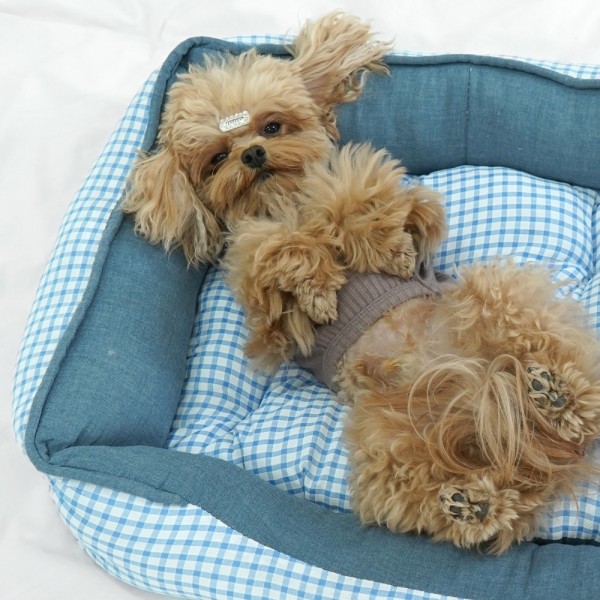 페오펫몰,[감사특가] 개과천선 멜린 쿨 반려동물 사각방석