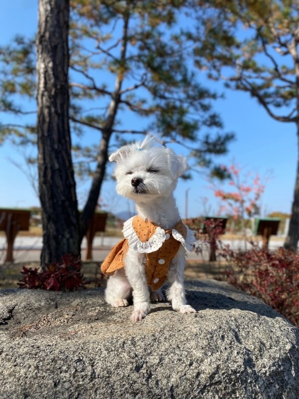 페오펫몰,(막댕이 옷장)초코찰떡원피스