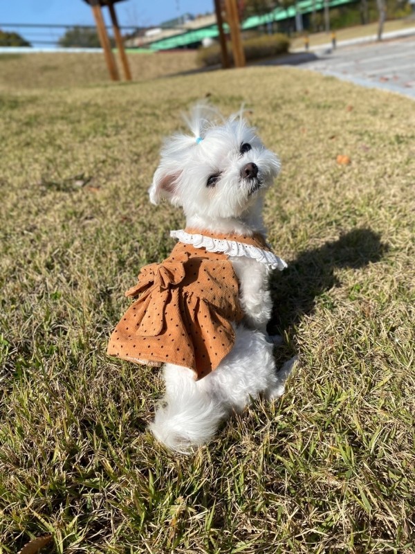 페오펫몰,(막댕이 옷장)초코찰떡원피스