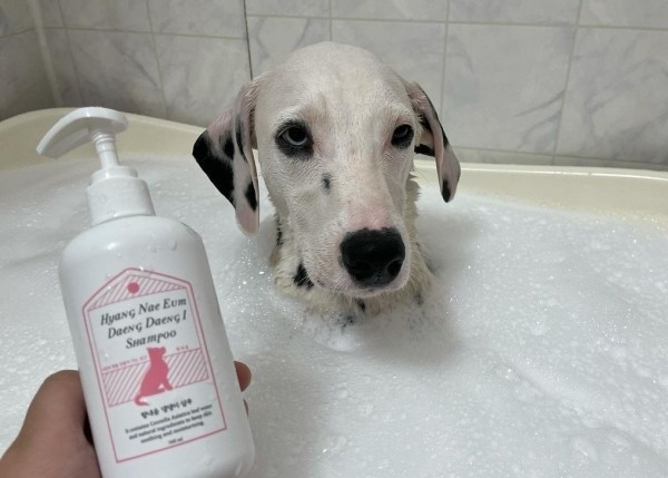 페오펫몰,향내음 아로마 댕댕이 협성 올인원 전연령 샴푸