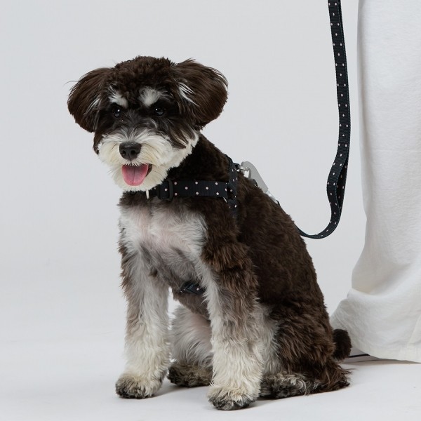 페오펫몰,일로 도로시 DOROTHY 리쉬