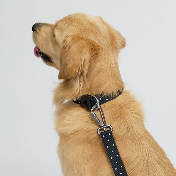 페오펫몰,일로 도로시 DOROTHY 맥스 리쉬 - 중,대형견용