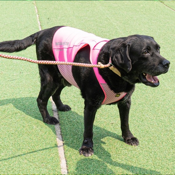 페오펫몰,니즈더펫 인터라켄 쿨워터 조끼