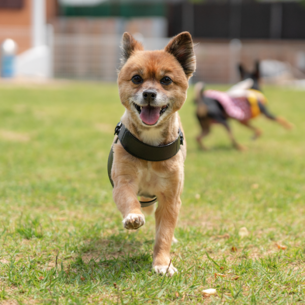 페오펫몰,[핫썸머특가][HOUNZ] 하운즈 핸드메이드 비건 한지가죽 하네스 + 리쉬 세트