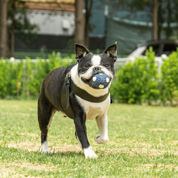 페오펫몰,[핫썸머특가][HOUNZ] 하운즈 핸드메이드 비건 한지가죽 하네스 + 리쉬 세트