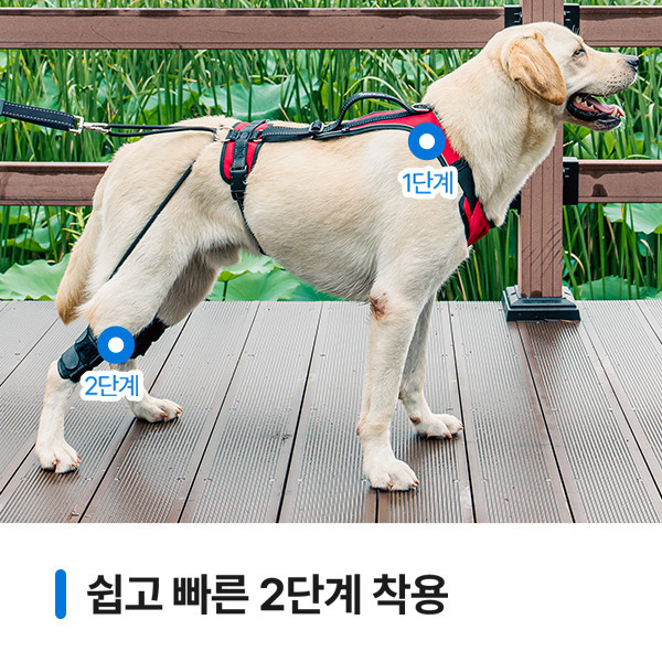 페오펫몰,[앞섬방지 + 산책교육]어텐션하네스+리드줄+레그커버