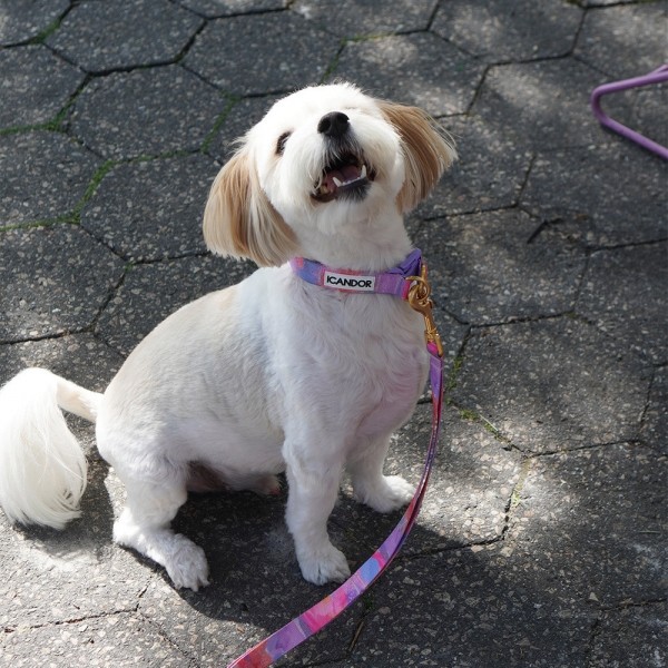 페오펫몰,[아이캔더] 젠틀 카라 듀얼_밀키웨이