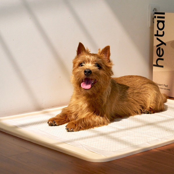 페오펫몰,[핏펫] 헤이테일 안심 실리콘 배변판 듀얼 논슬립 배변매트