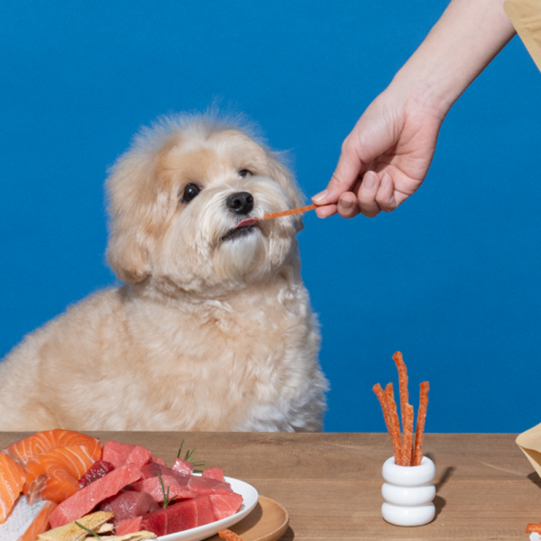 페오펫몰,[핏펫] 츄잇 강아지 저칼로리 극세어포 40g 3종 택 1 (참치/연어/황태)