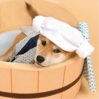 [댕린이특가] 고양이 강아지 쿠션 원형방석 포토존 인테리어 소품