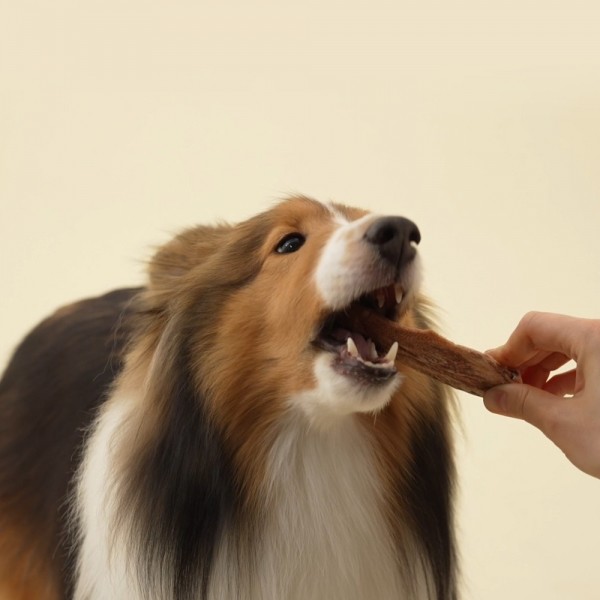 페오펫몰,[감사특가] 바야 와일드트릿 오래먹는 동결건조 오리날개 140g