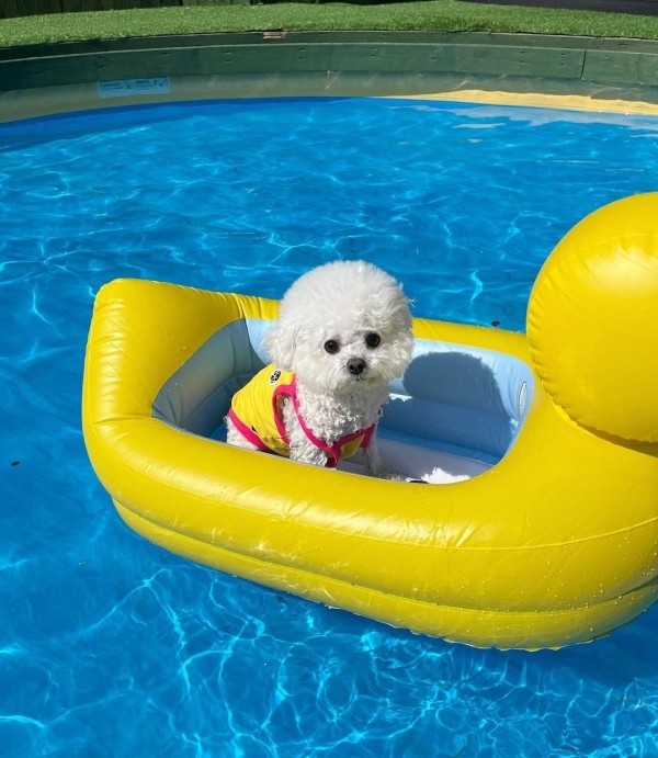 페오펫몰,[댕캉스특가] 우니토  기능성 쿨링 해충방지 썸머 쿨탑