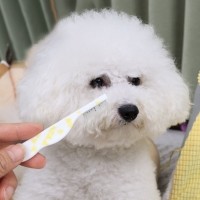 딩동펫 반려동물 슬림 커브라인 스틸 둥근 눈꼽 빗